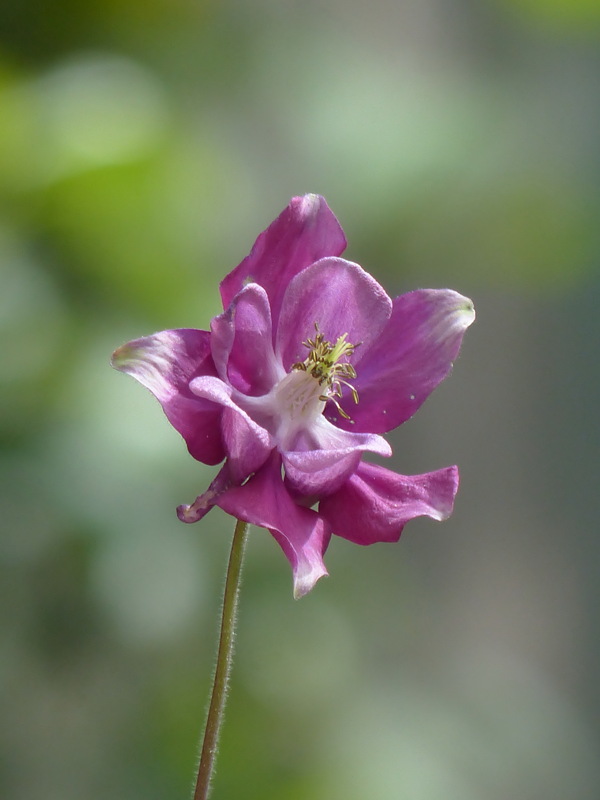 紫色耧斗菜图片