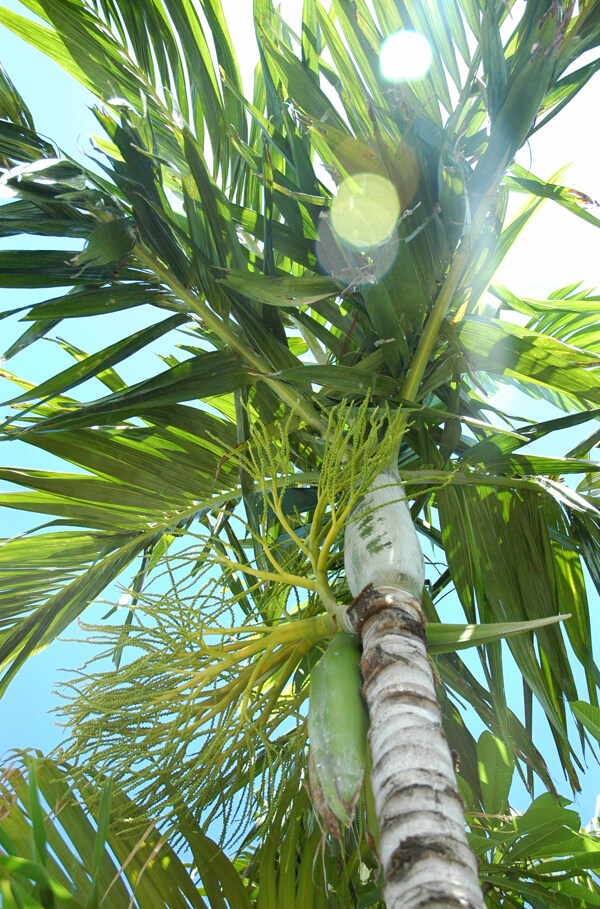 椰树特写摄影图片