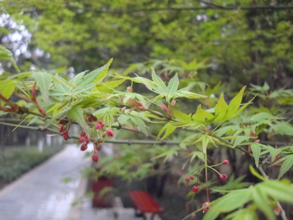 鸡爪槭图片