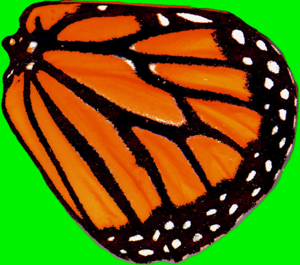蝴蝶动物3D模型素材