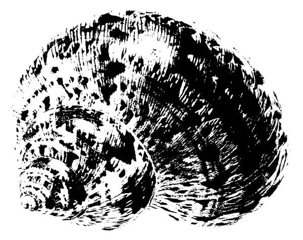 拓印海螺贝壳贝壳图片贝壳类