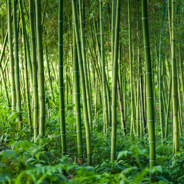 美丽竹林风景图片