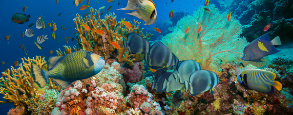 美丽珊瑚和鱼