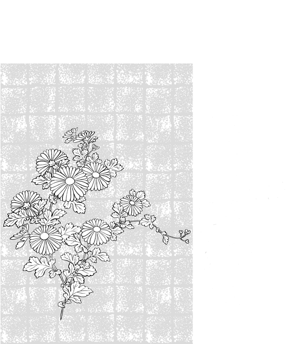 线描植物花卉矢量素材37菊花背景.