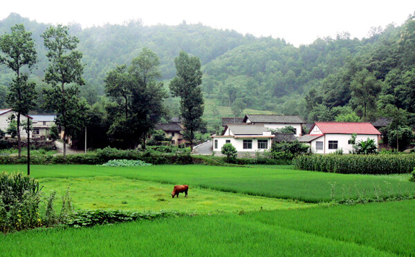 田园风光图片