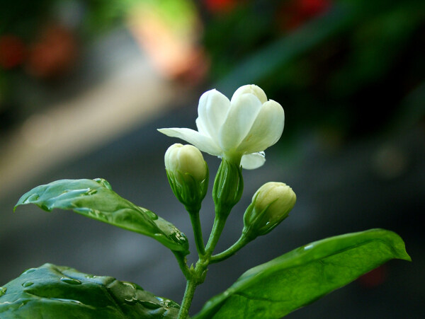 茉莉花图片