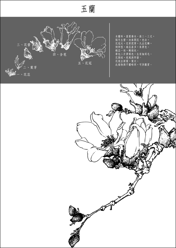 中国工笔画玉兰花