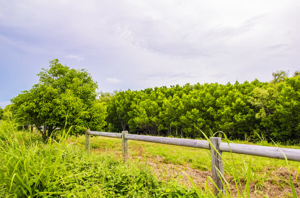 澳洲的绿色森林草地和栏杆