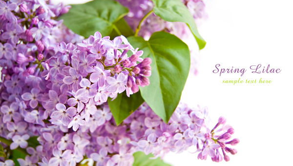 紫色小花背景图片