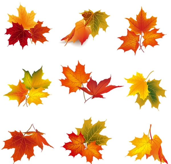 秋季树叶设计矢量素材