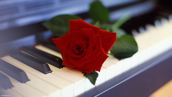 钢琴上的玫瑰图片