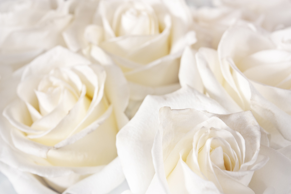美丽的淡黄色玫瑰花图片