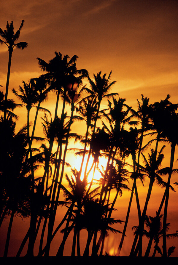夕阳下的椰树剪影图片