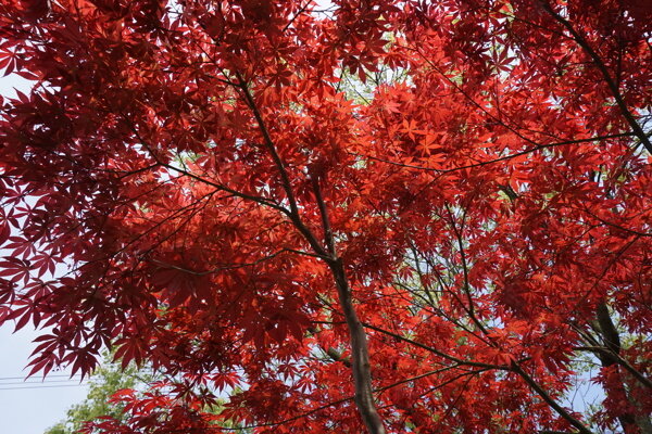 红枫红颜枫树
