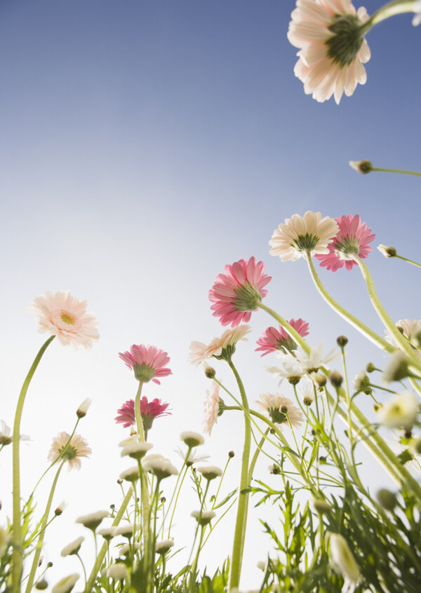 高清图库素材阳光鲜花