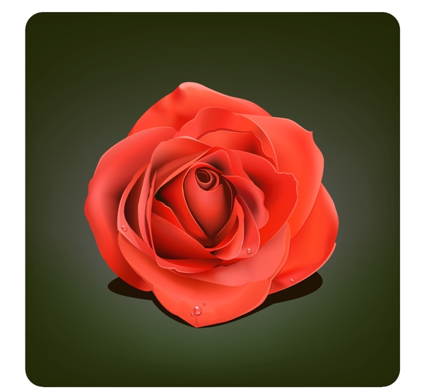 带水珠的大红玫瑰花矢量图片