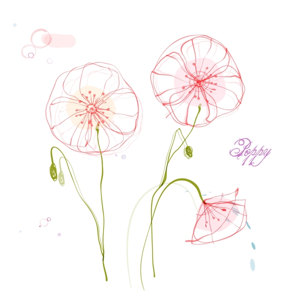 手绘矢量罂粟花线条花朵