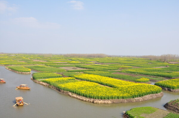 油菜田图片