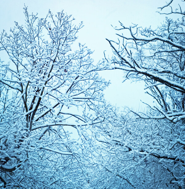 冬天树枝上的雪