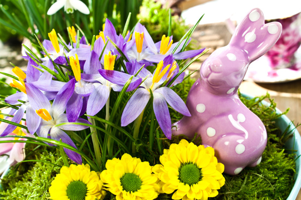 复活节兔子与鲜花图片