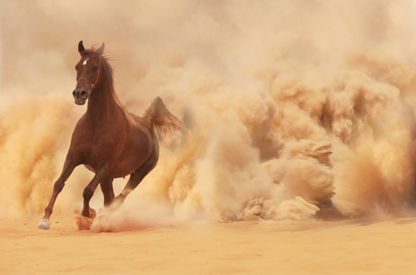 沙漠奔跑的骏马