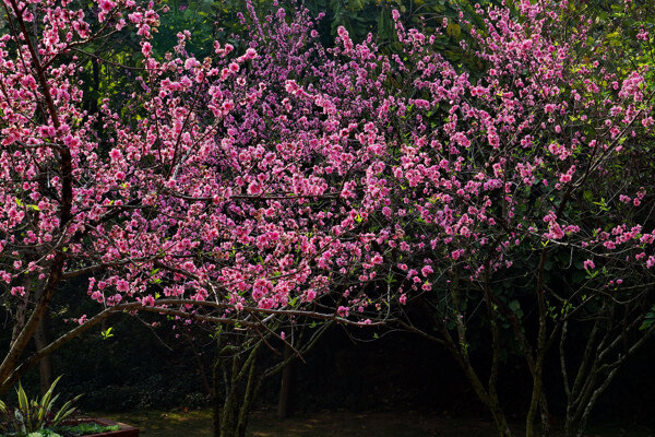 桃花图片