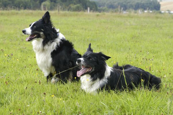 草地上的两只狗图片