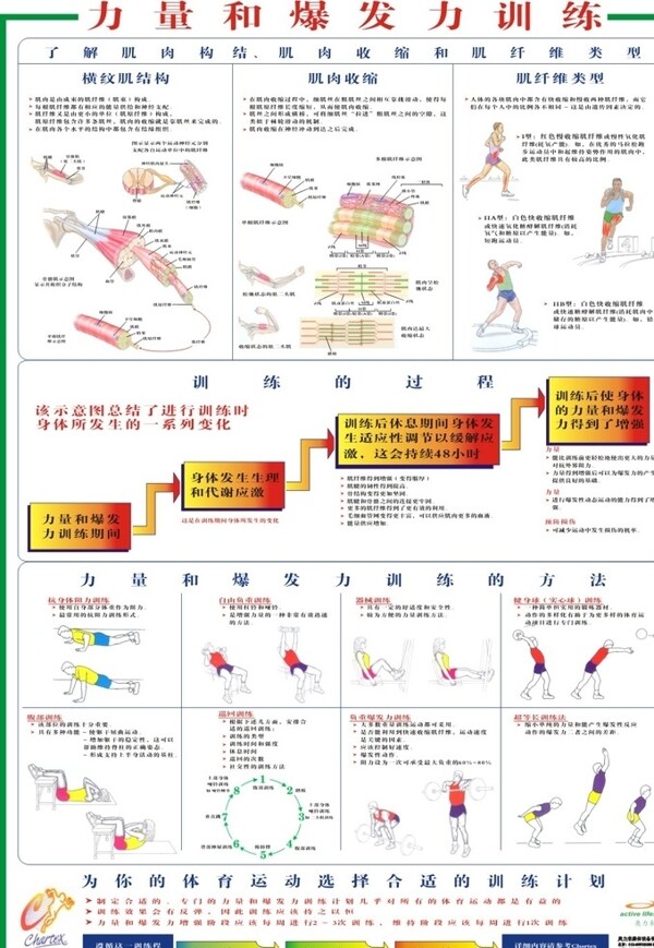 段练肌肉肌肉分布图片