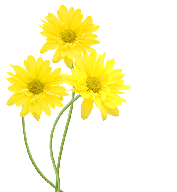 花花卉黄色的菊花图片