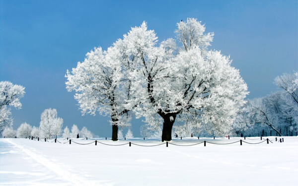 冬日里的雪树风景