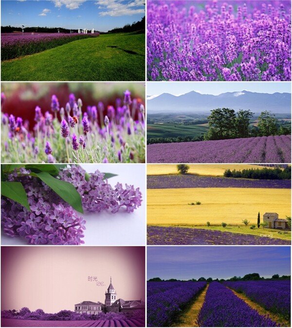 紫色的花田