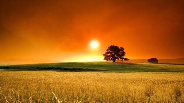 夕阳照耀的麦穗