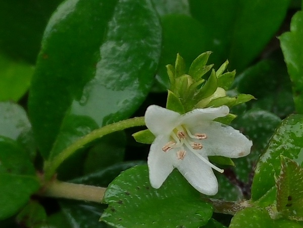 植物素材