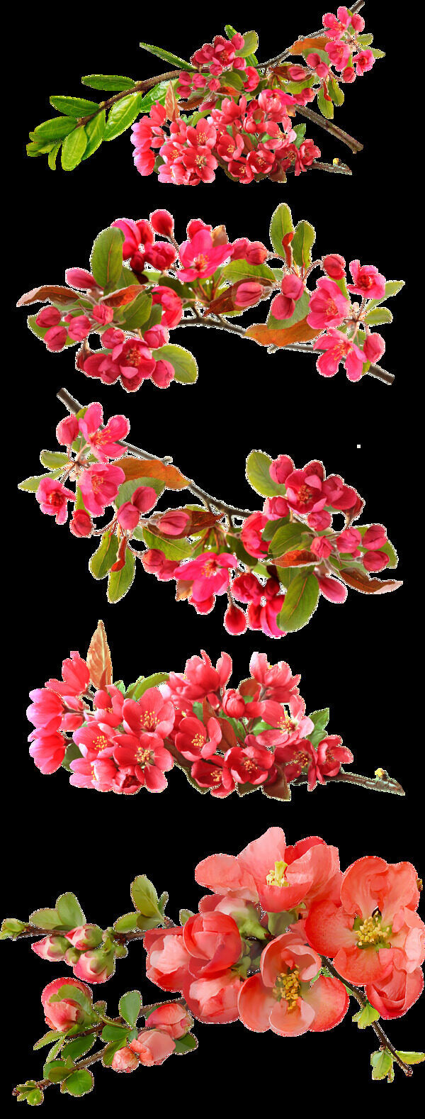 色彩美丽的桃花枝透明png素材