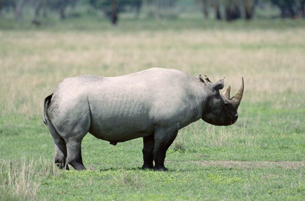 非洲野生动物犀牛
