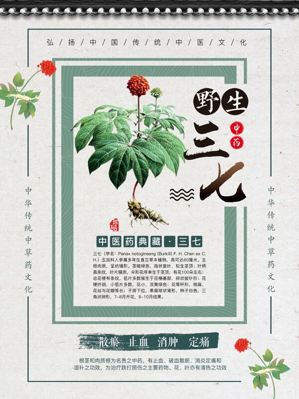 中国风中草药野生三七海报宣传设计