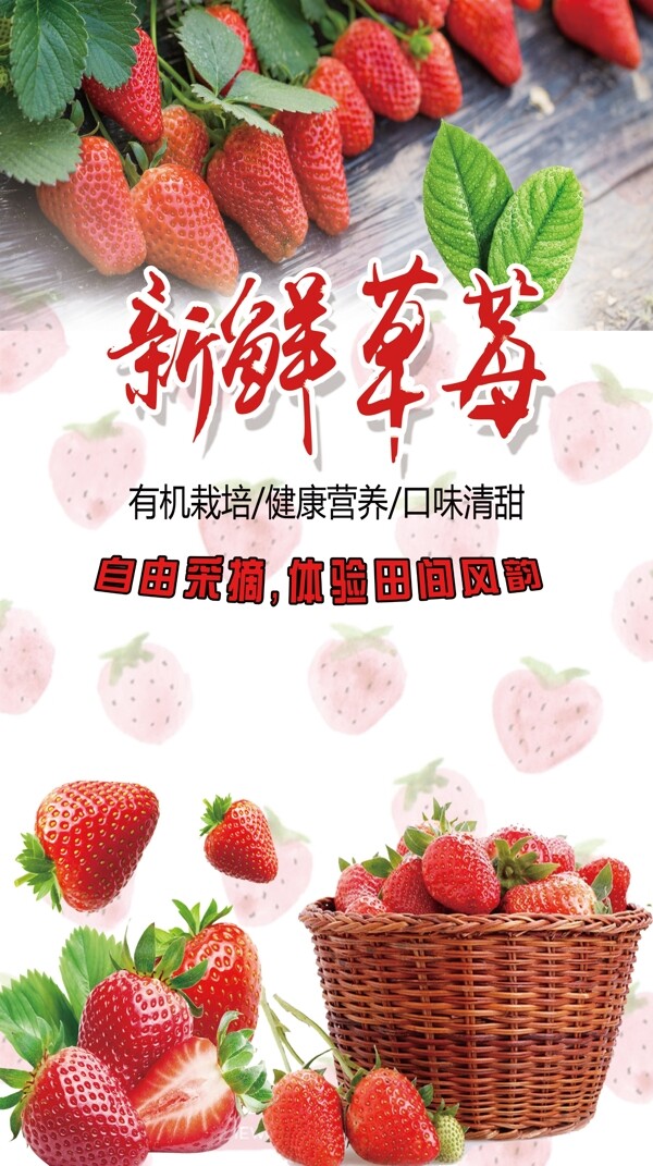 草莓展板图片