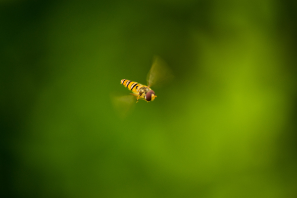 飞舞中的蜜蜂图片