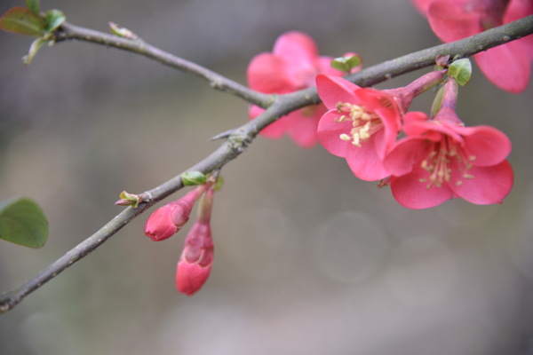 海棠花