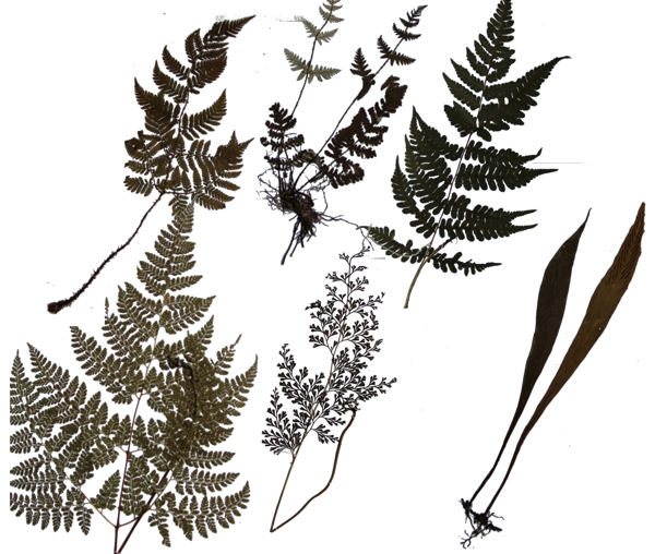 植物腊叶标本图片
