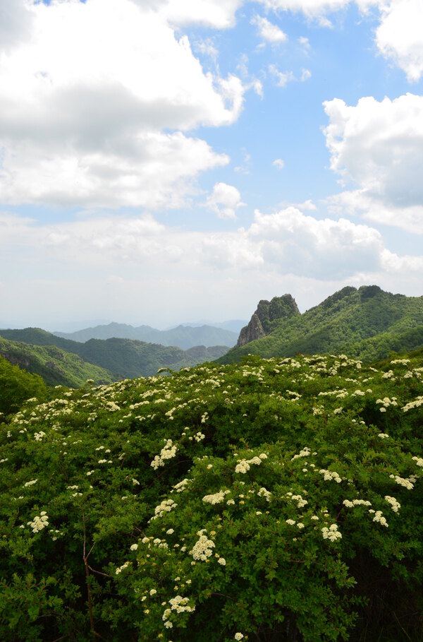 高山花开图片