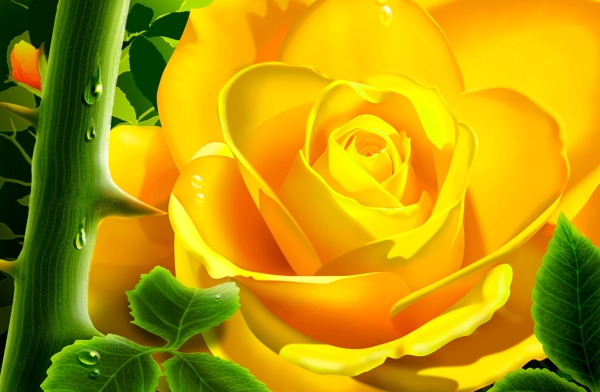 极品黄玫瑰图片