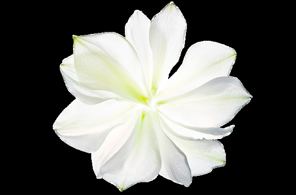 白色透明花朵png元素素材