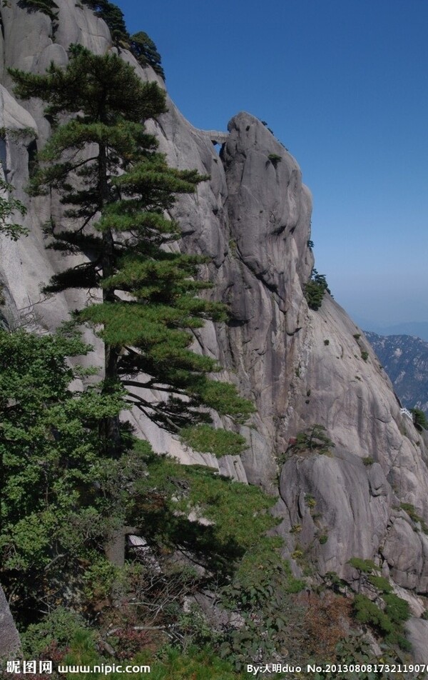 黄山松图片