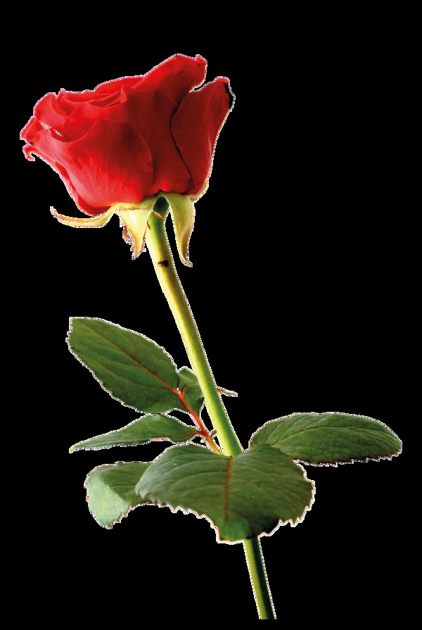 一束红玫瑰素材图片
