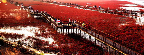 壮观的红海滩湿地图片