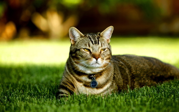草坪上的花猫