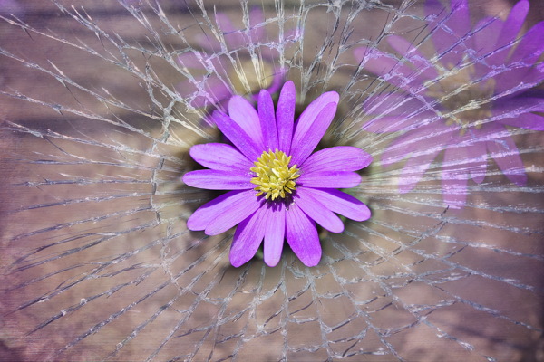 紫银莲花图片