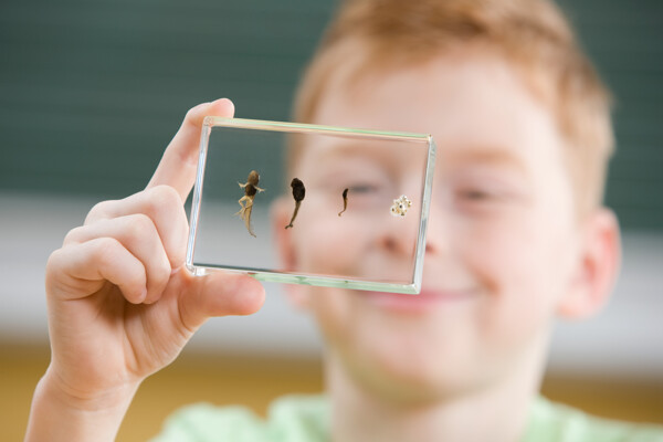 手拿着青蛙进化标本的小男孩图片图片