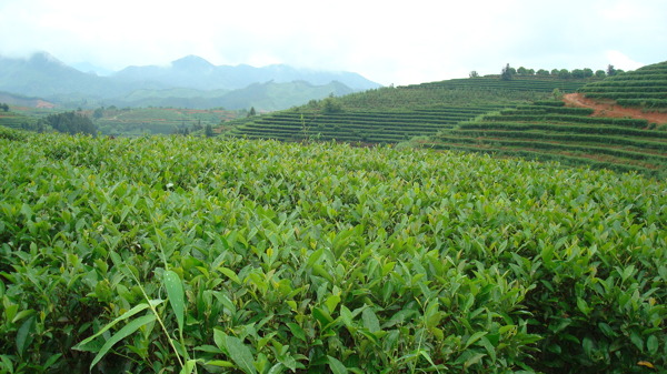 茶山图片